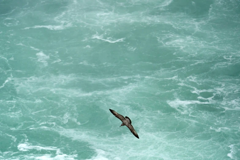 a bird flies over the waves of the water