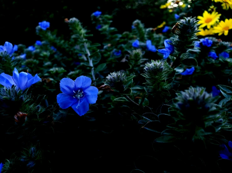 blue flowers with yellow and green leaves are close together