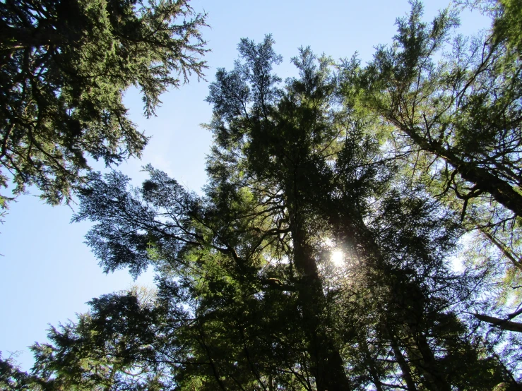 the view through tall trees to the sun shining