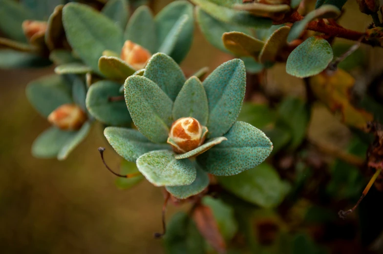 small green and orange flowers sitting on top of a green leafy plant