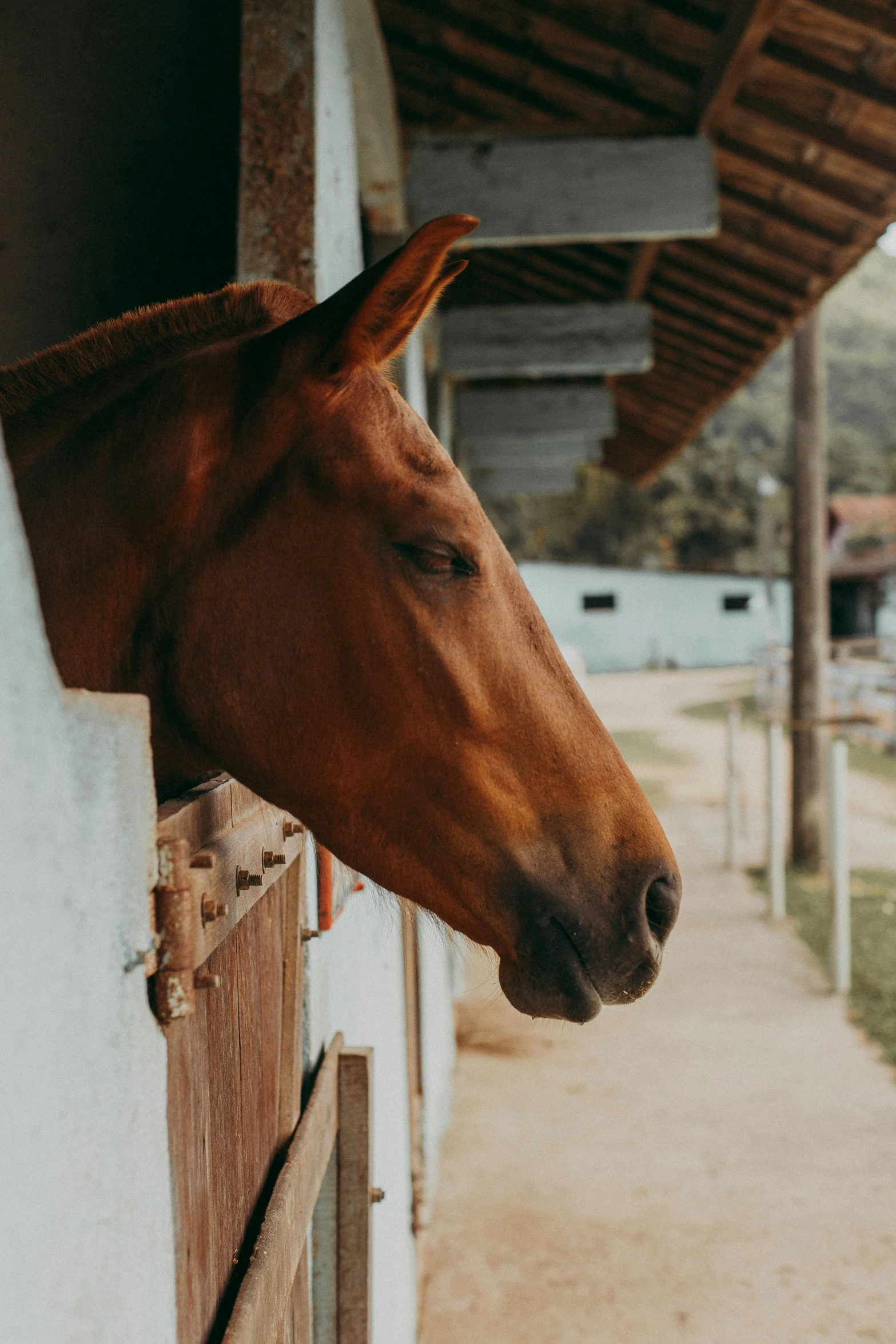 the head of a brown horse that is leaning over the side of a fence