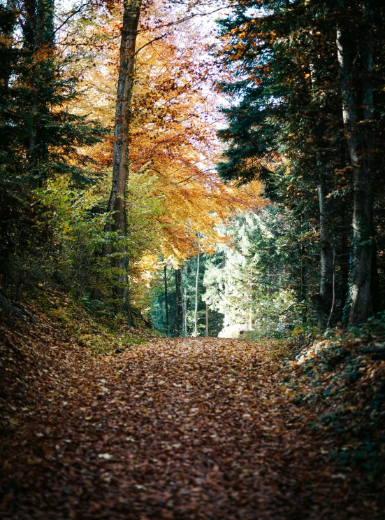 a pathway with leaves on the ground and a street lined with trees