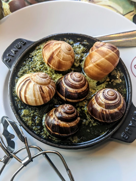 many snails in a pot on a table