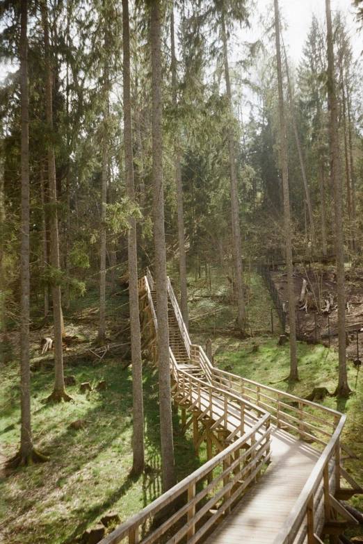 an image of a wooden walkway in the woods