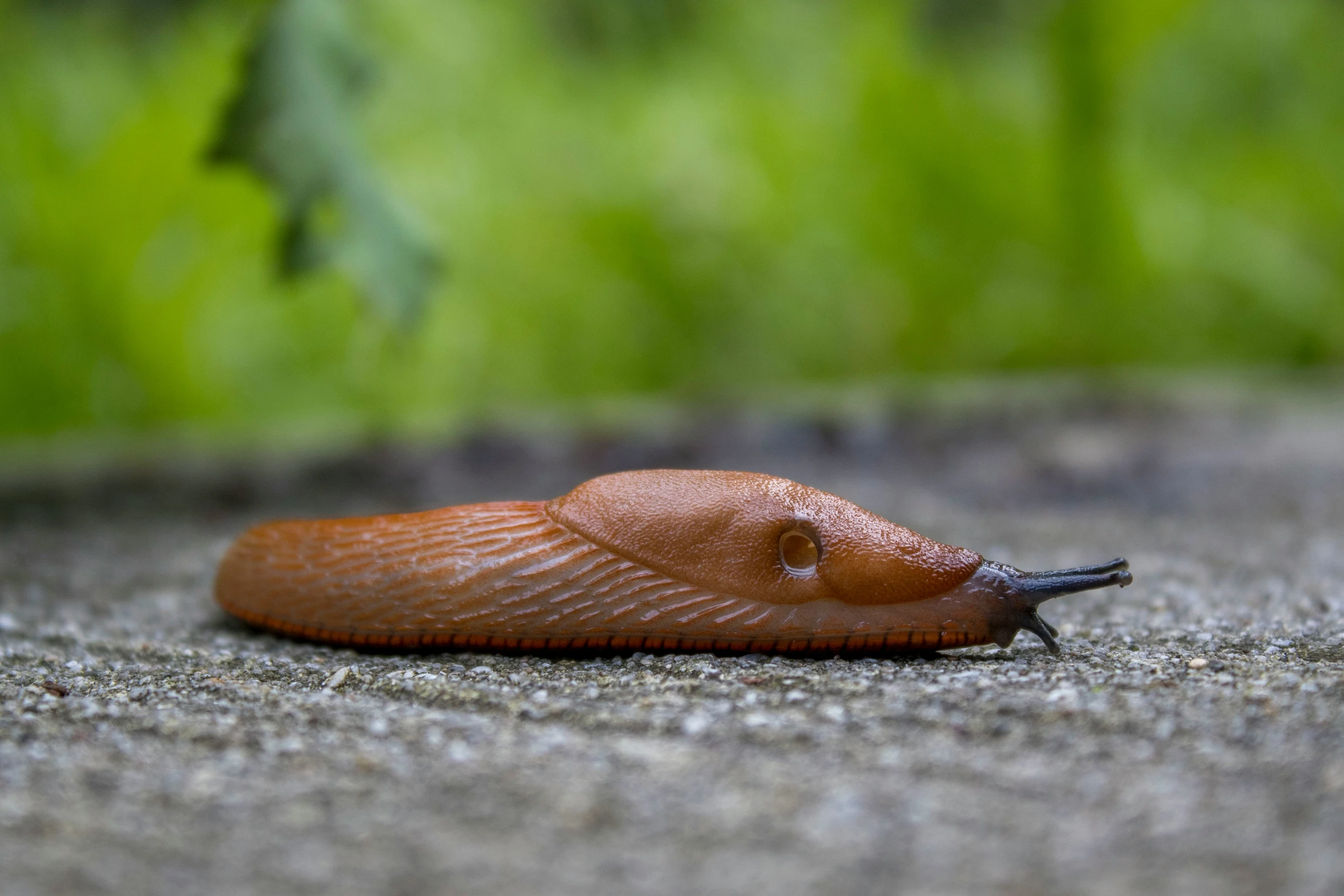 a slug is laying on the cement in the sun