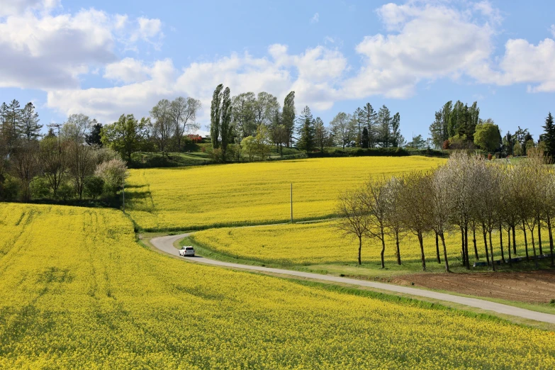 yellow flowers on a green hill with cars driving by