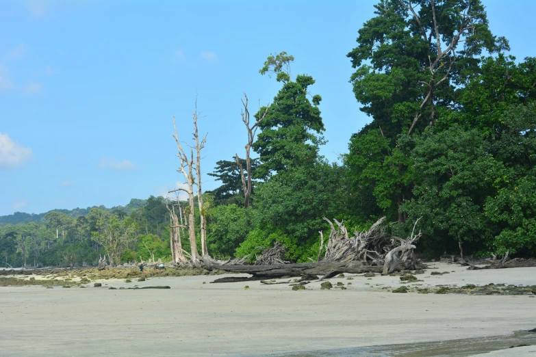 several dead trees lay on the sand near a forest