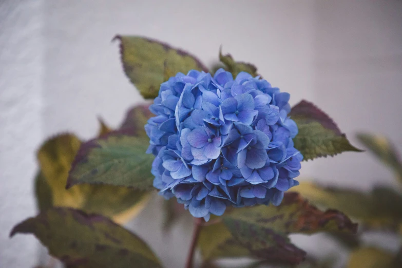 a blue flower with green leaves in front of a window