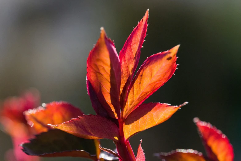 an image of a red plant with leaves