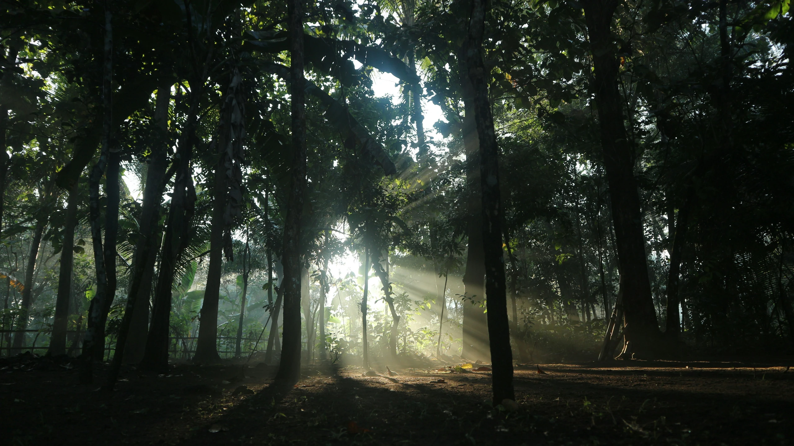 a sunbeam shines through the trees in a dark forest