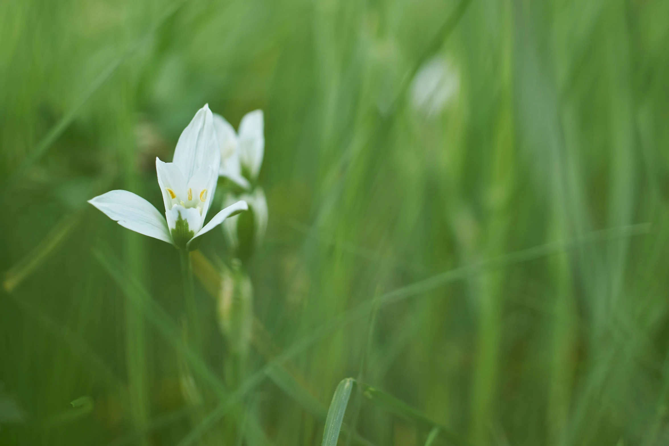 some white flowers are in the tall grass