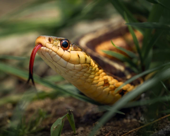 a large brown snake with a black eye