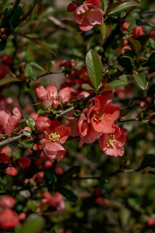 several red flowers blooming on the nches of trees