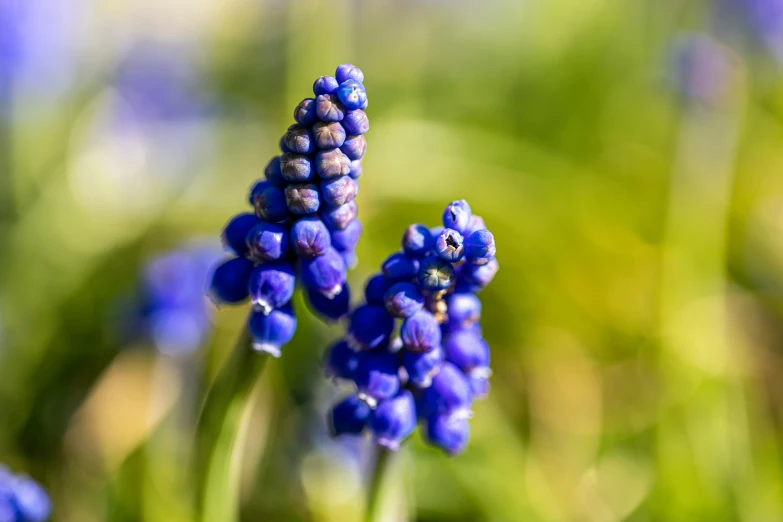 flowers growing in the grass with blurry background