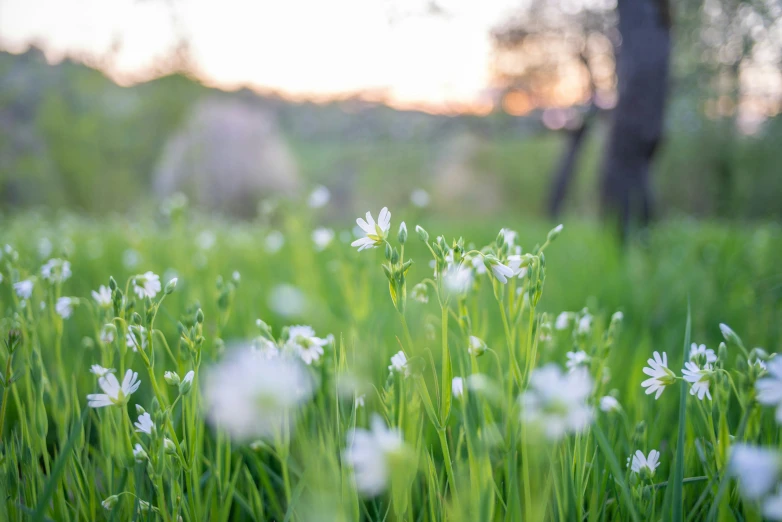 many white flowers are growing out of the green grass