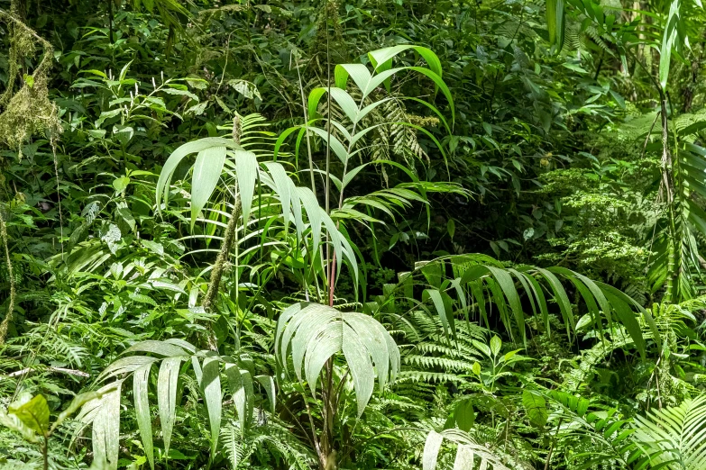 tropical vegetation and thicket in the rainforest