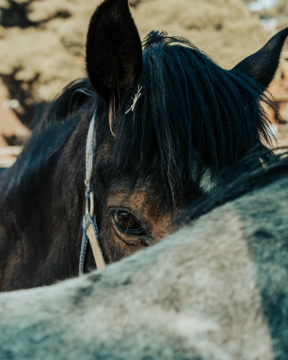 a black horse has it's head around the back of a gray blanket