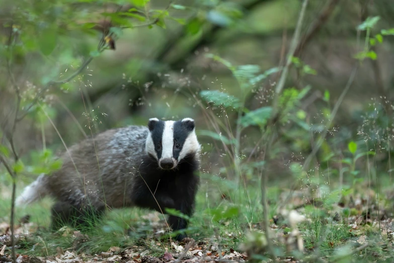 a badger is walking in the forest alone