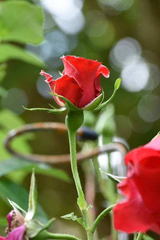 two red roses blooming outside of a garden