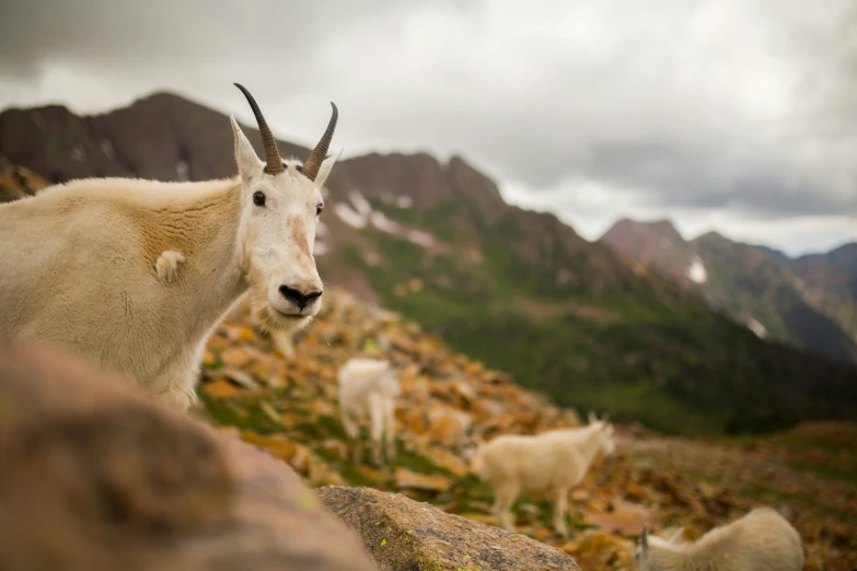 an animal that is standing on some rocks