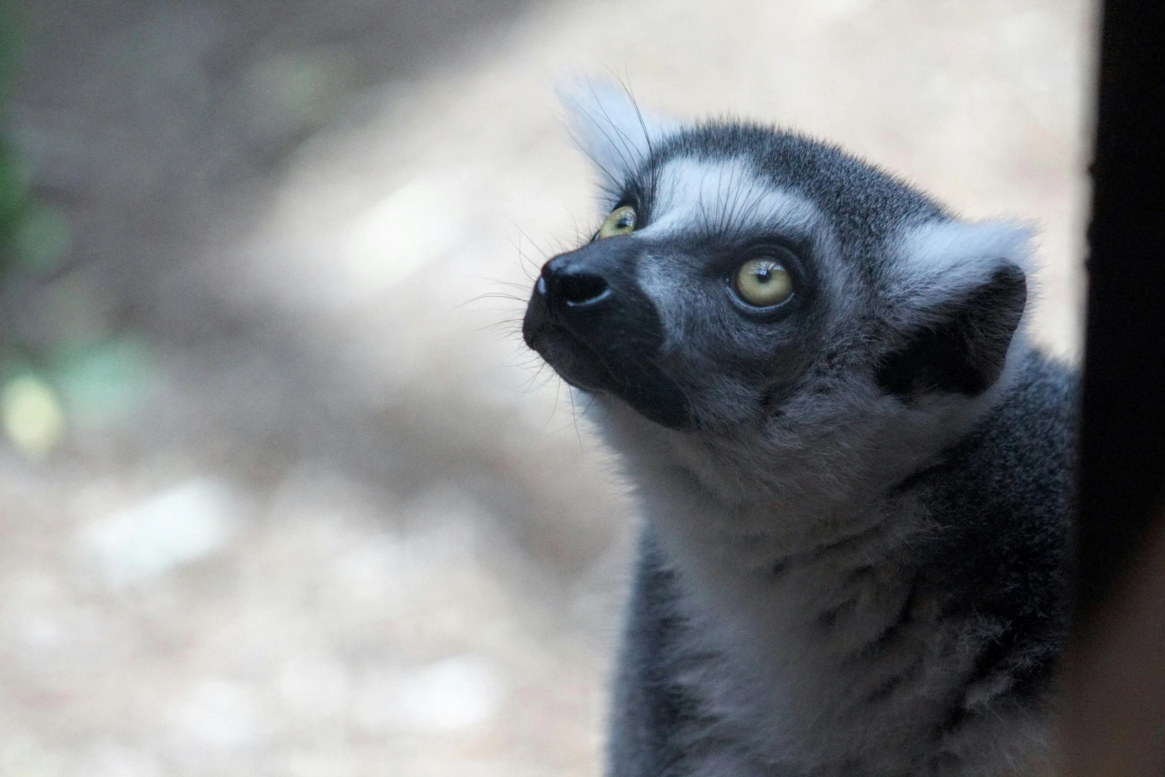 a close up of a small animal near a tree