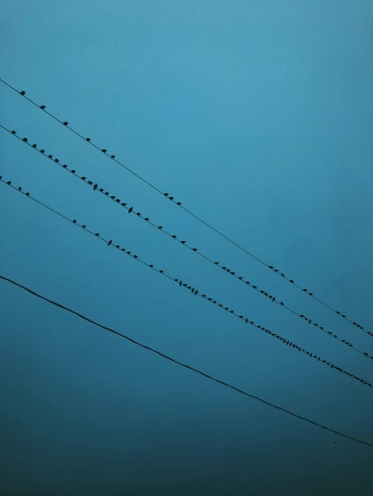 a line of birds is on the side of wires