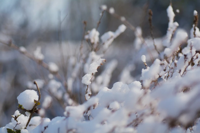 a bush covered with snow next to a forest