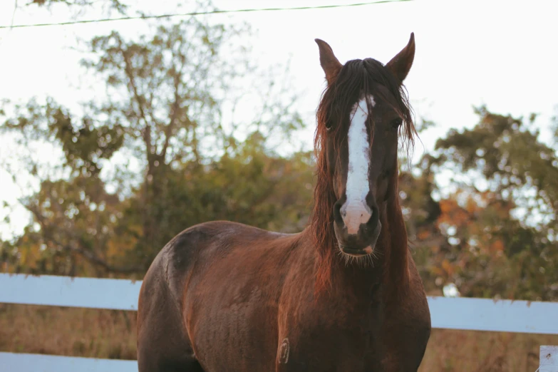 a brown horse with long hair standing next to a white fence