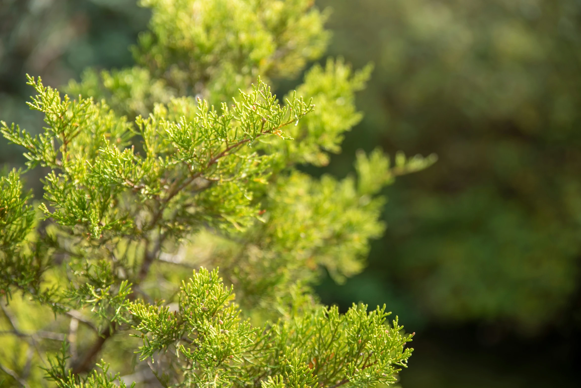 some green plants are shown on this bright sunny day