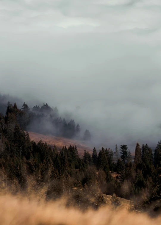 a grassy hill surrounded by trees and fog