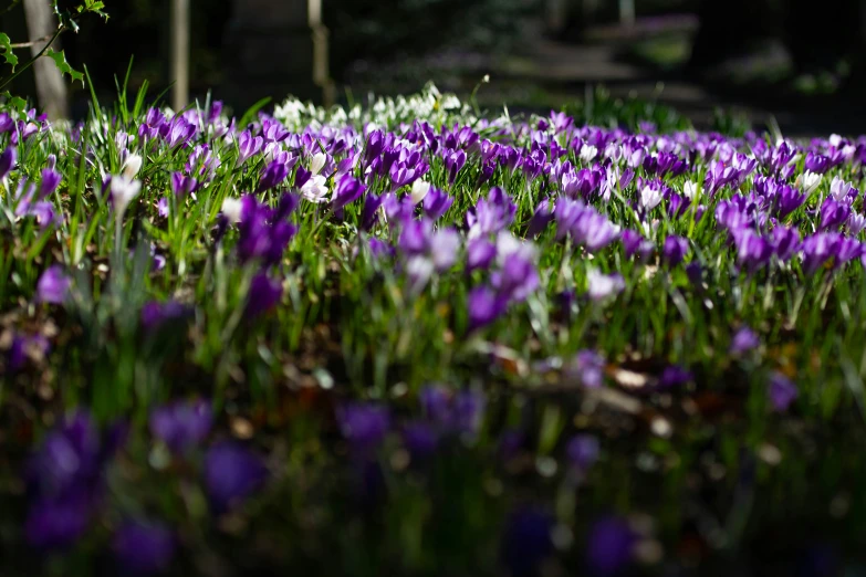 a bed of purple flowers near the woods