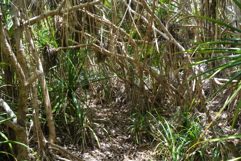 some very cute little bushes in the woods