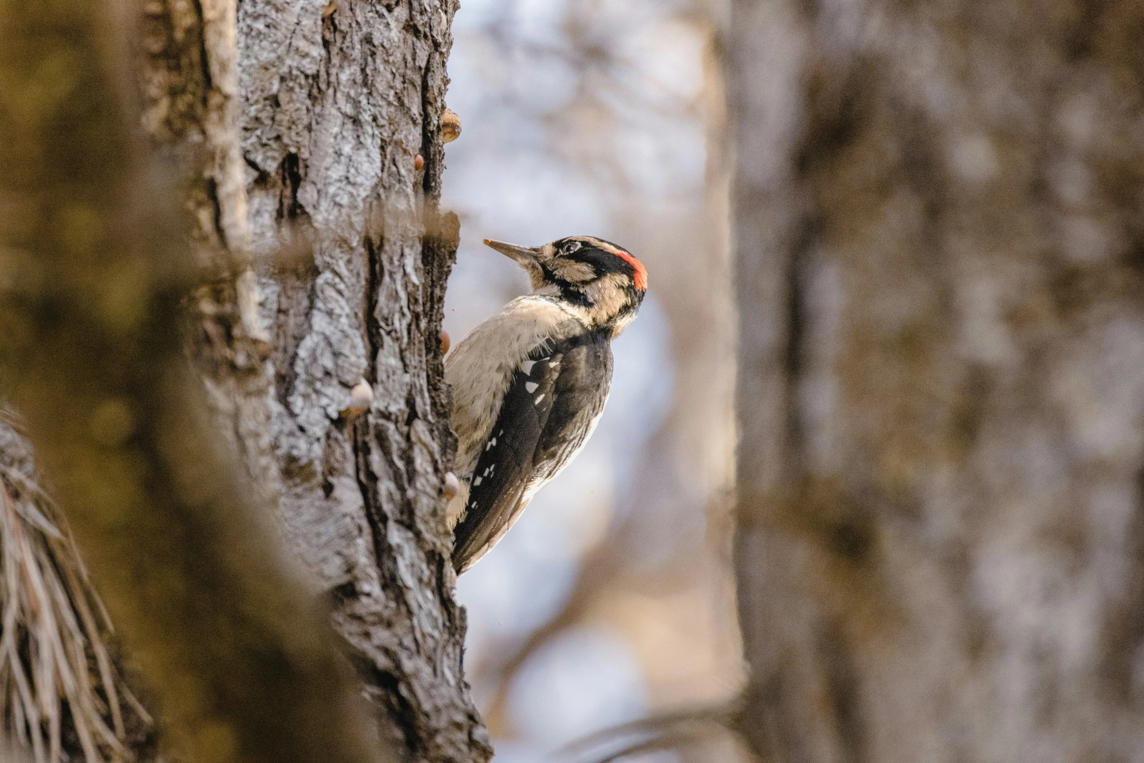 a red - bellied woodpecker perched on the side of a tree