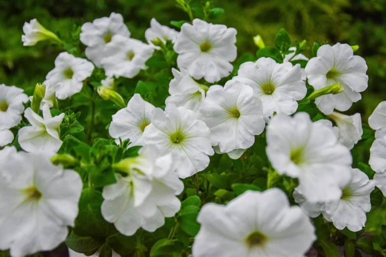 white flowers blooming all over the place in this pograph