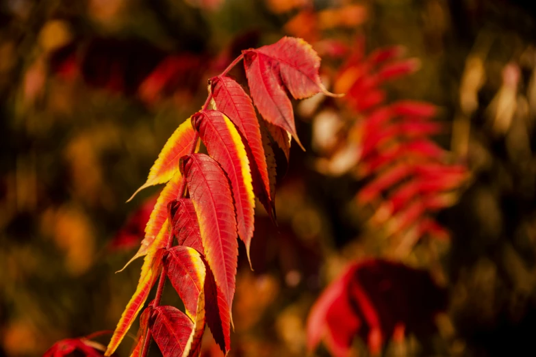 this is an image of a tree with lots of leaves