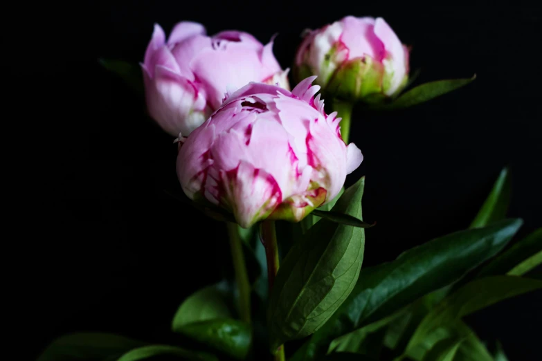 the stems of two peonies are very pretty