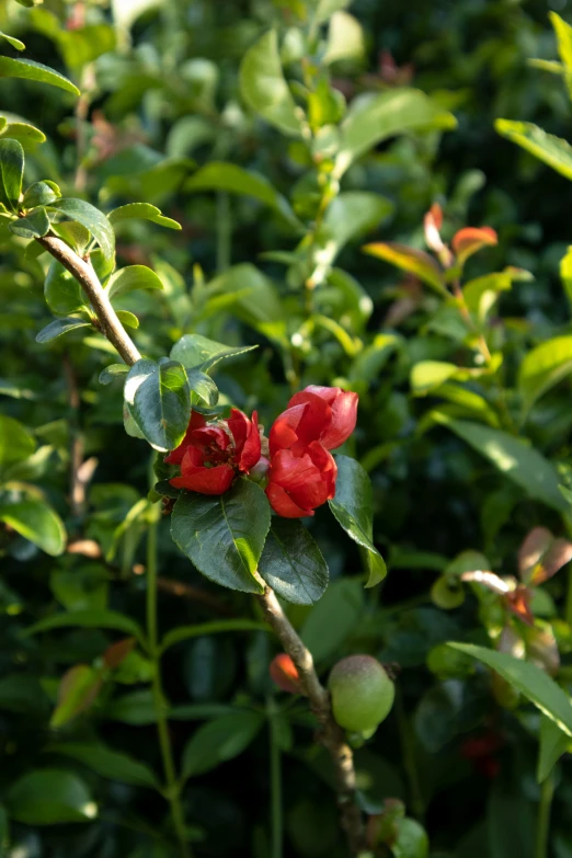 a close up of a flower that is on a plant