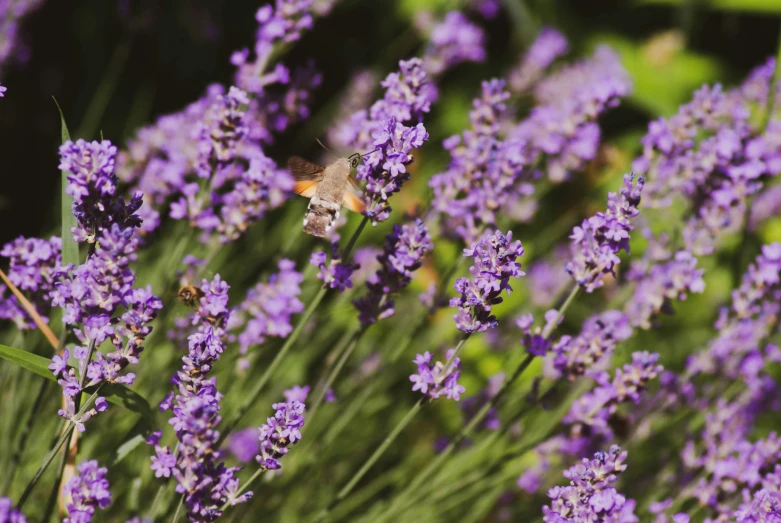 some lavender flowers with a honeybee resting on one