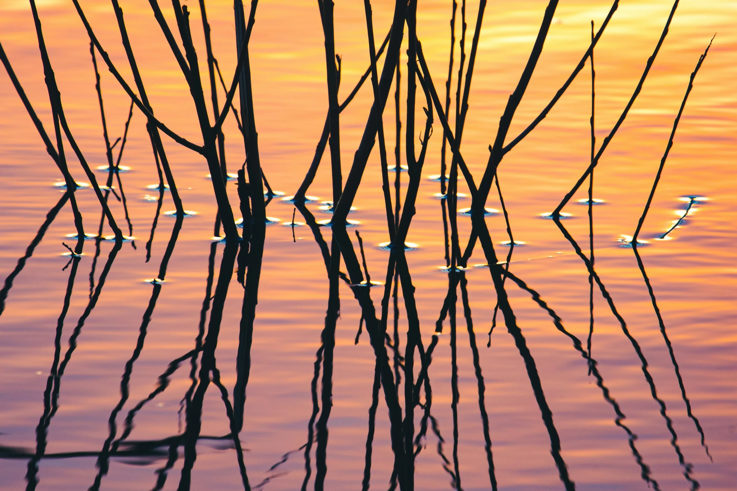 some water reeds with their leaves and a bright sunset