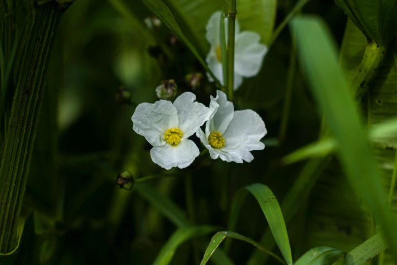 two white flowers sitting on top of green leaves