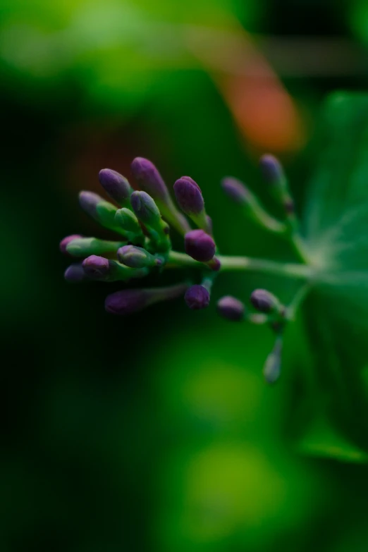 purple and green flowers are blooming in the sun