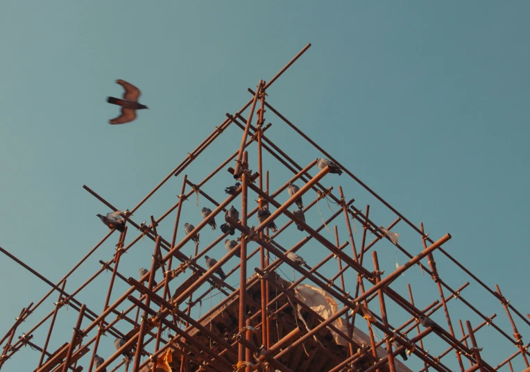 an bird flying by a construction site