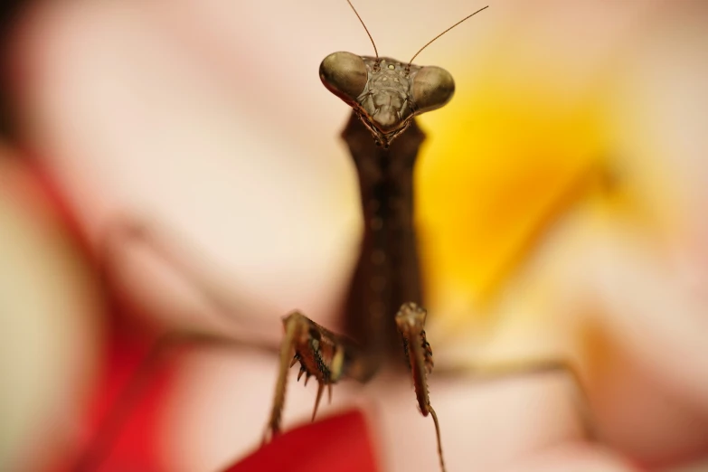 a close up image of an insect with a big smile