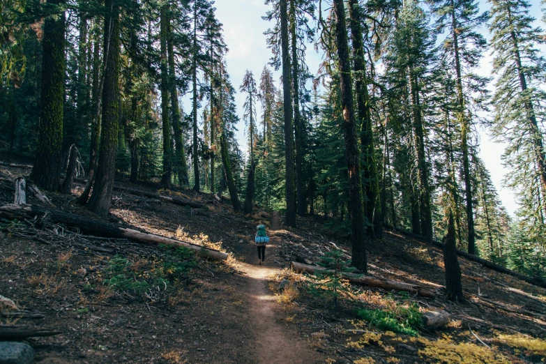 a person walks through the woods on a path