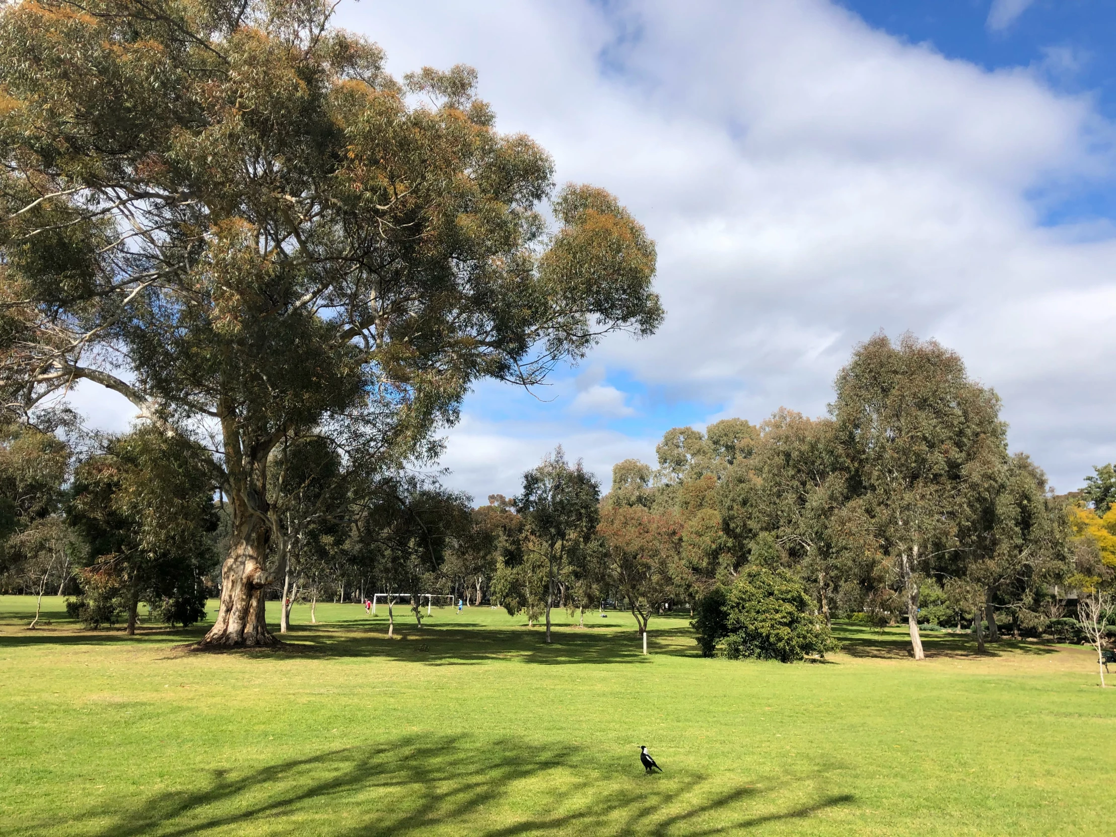 a bird flying by trees near a dirt bench