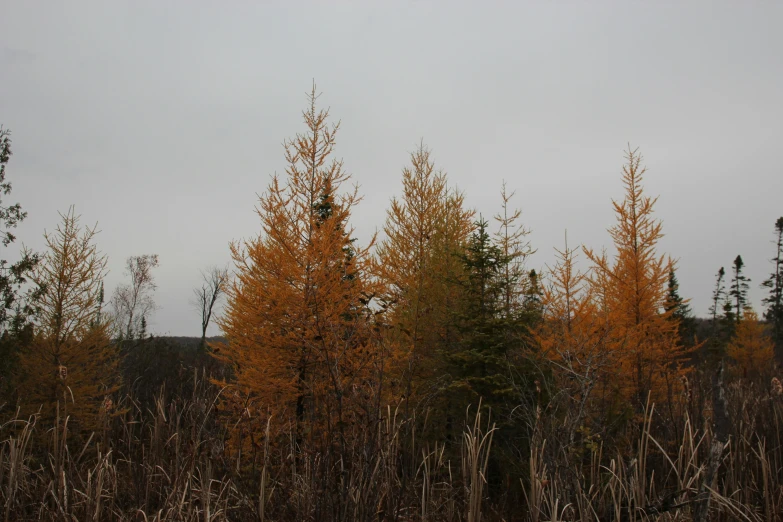 the trees on the side of a road are brown