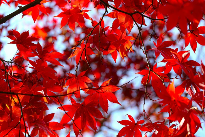 a large leafy tree with lots of red leaves on it