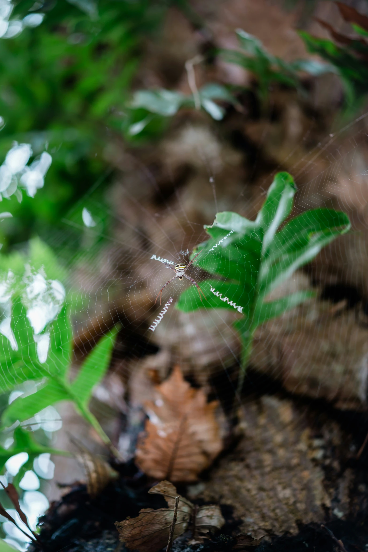 a leaf is resting on the ground next to water