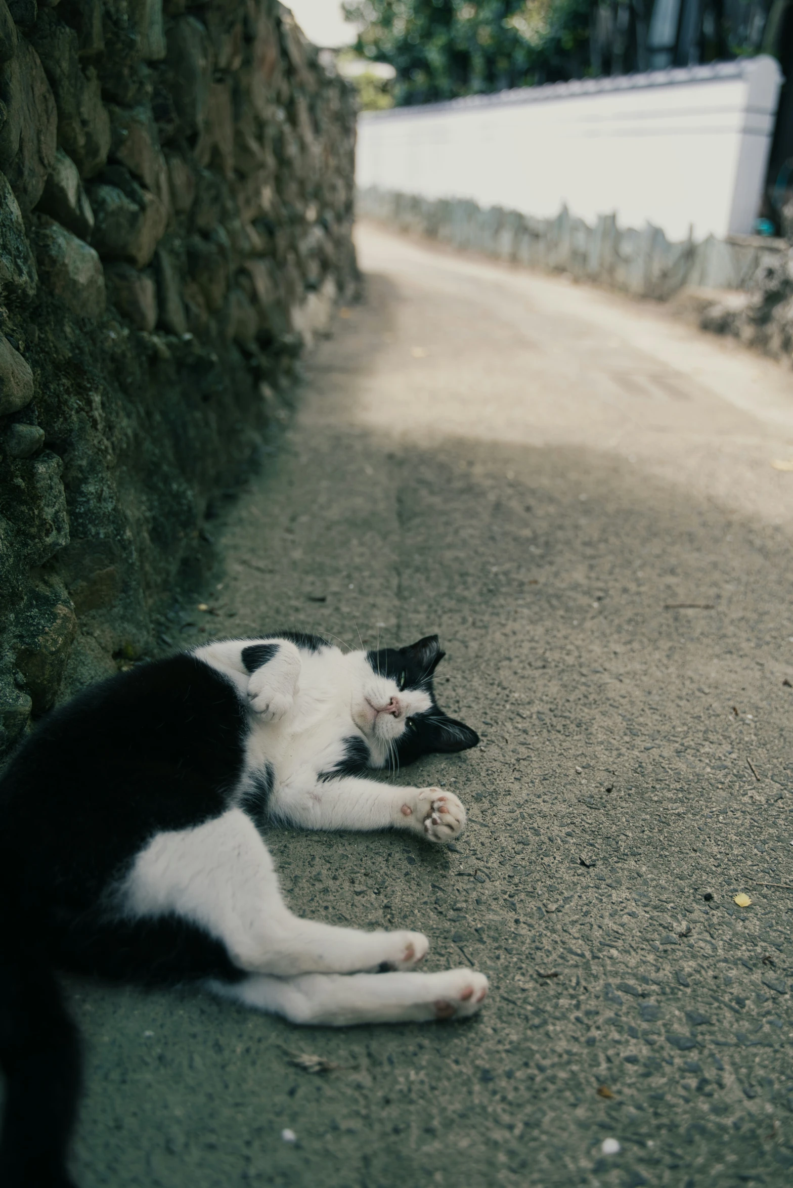 a cat curled up on the side of a road