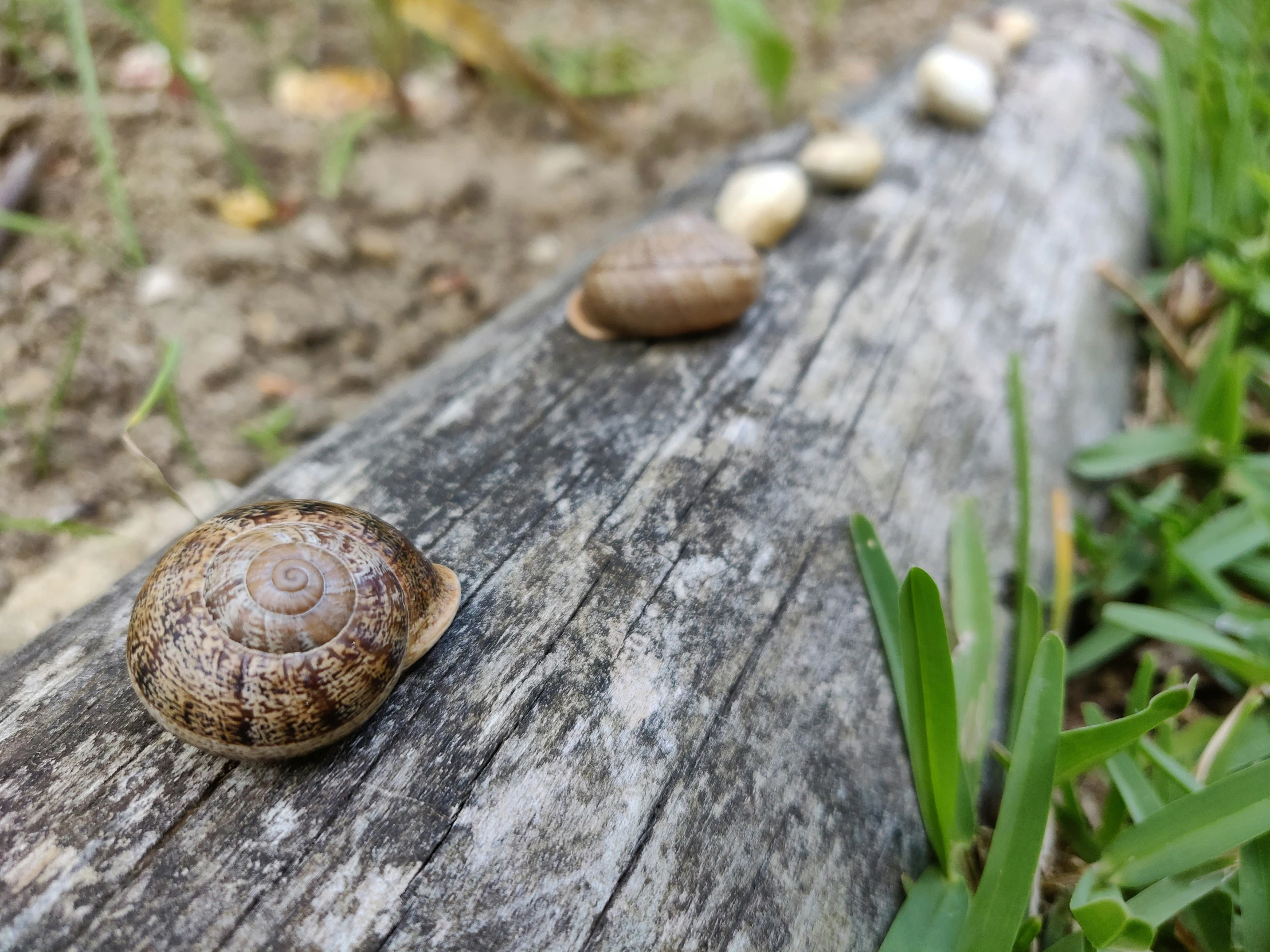 a snail is crawling on a log with four pebbles